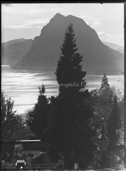 Blick auf San Salvatore am Lago di Lugano, Tanne im Vordergrund