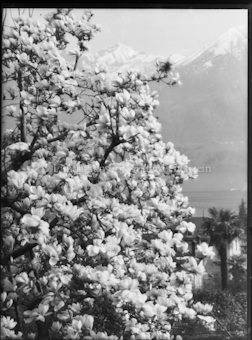 Blühender Magnolienbaum, Blick von Minusio über Lago Maggiore auf Monte Tamaro