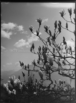 Magnolienblüten