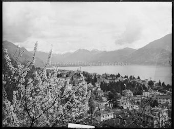 Blick über Locarno, blühender Baum im Vordergrund
