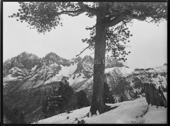 Nadelbaum vor Berggipfel