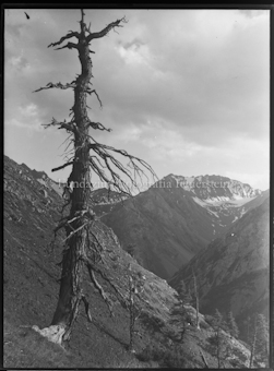 Toter Baum an Berghang, im Hintergrund Berggipfel