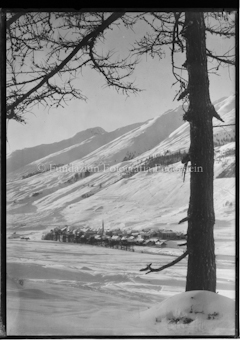 Blick auf Zuoz im Winter, Lärche im Vordergrund