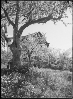 Blühende Bäume und Wiese vor Haus