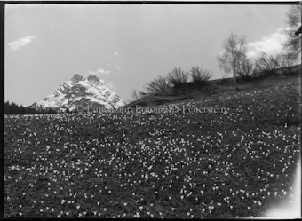 Wiese mit Krokussen, Berggipfel im Hintergrund