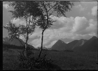 Zwei Birken auf Wiese, Berge im Hintergrund