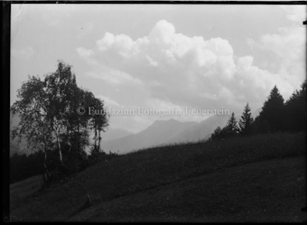 Birken und Nadelbäume im Gegenlicht, Wolken