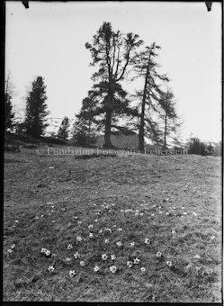 Blumen auf Wiese vor Nadelbäumen