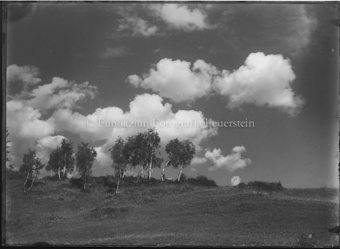 Gruppe Birken vor Himmel