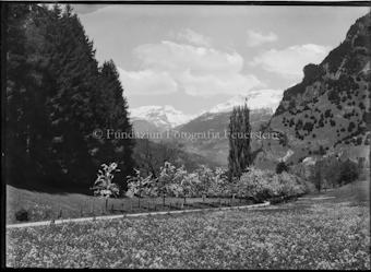 Strasse an Blumenwiese und Obstbäumen entlang, Schneeberge im Hintergrund