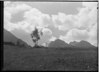Zwei Birken auf Wiese, Berge im Hintergrund