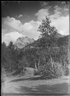 Birken vor Nadelbaumwald, Berggipfel im Hintergrund