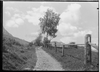 Wanderweg, Holzzaun und Birke