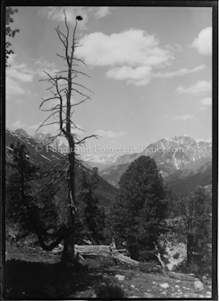 Toter Baum in bewaldeter Berglandschaft