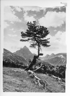 Arve vor Berggipfel und Himmel