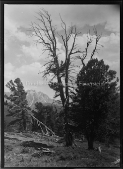 Berglandschaft mit Bäumen