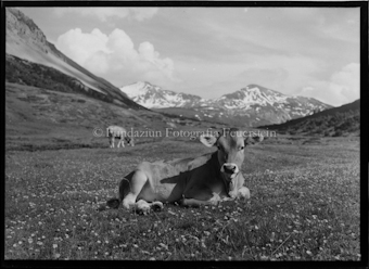 Kuh auf Wiese liegend