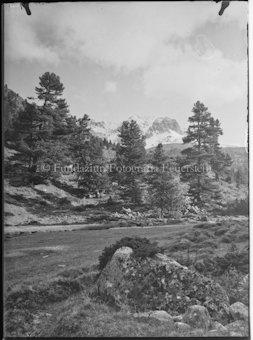 Berglandschaft mit Wiese und Arven