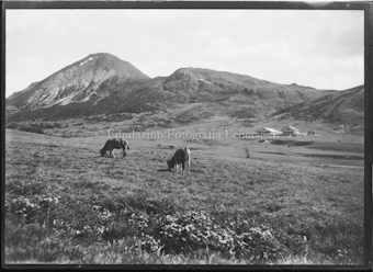Zwei Kühe auf Ebene, entfernt zwei Häuser
