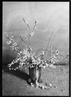 Vase mit blühenden Ästen