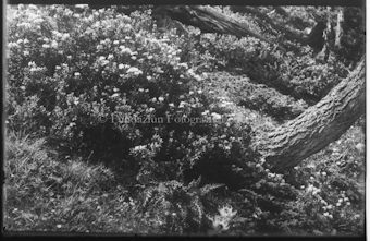 Baum und blühender Strauch