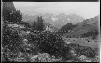 Alpenrosen vor Baumstrunk