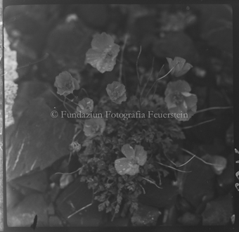 Rhätischer Alpenmohn