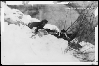 Marder im Schnee