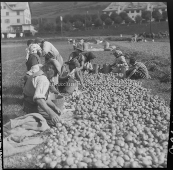 Kartoffelernte