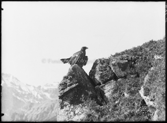 Adler