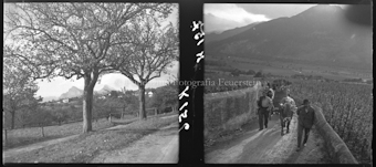 Malans, Kistenpass Weinernte