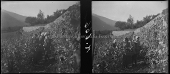 Weinernte bei Malans