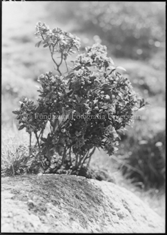 Alpenrose