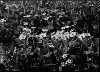 Erdbeerblüten
