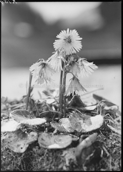 Soldanella