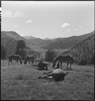 Pferde auf der Alp Plazèr