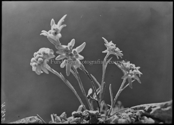 Edelweiss