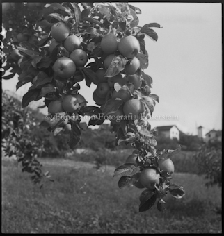 Ein Zweig mit Äpfeln