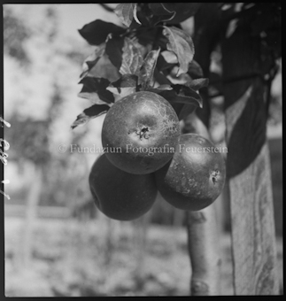 Ein Zweig mit Äpfeln