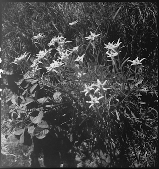 Edelweiss