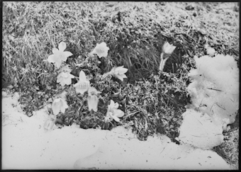 Alpenrosen mit Schnee