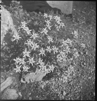 Edelweiss