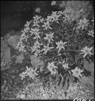 Edelweiss