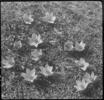 Anemonen