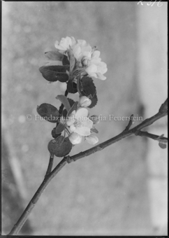 Apfelblüten