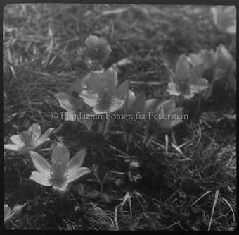 Anemonen