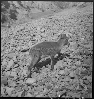 Junger Steinbock