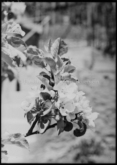 Apfelblüten