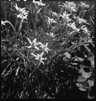 Edelweiss