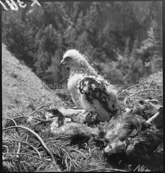 Junger Adler